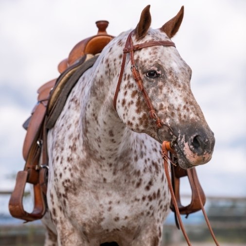 themen_westernreiten