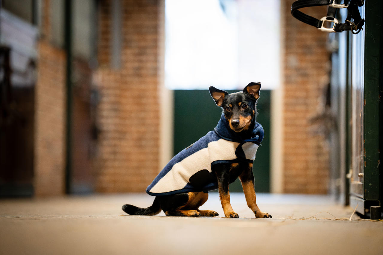 Horseware Signature Dog Fleece