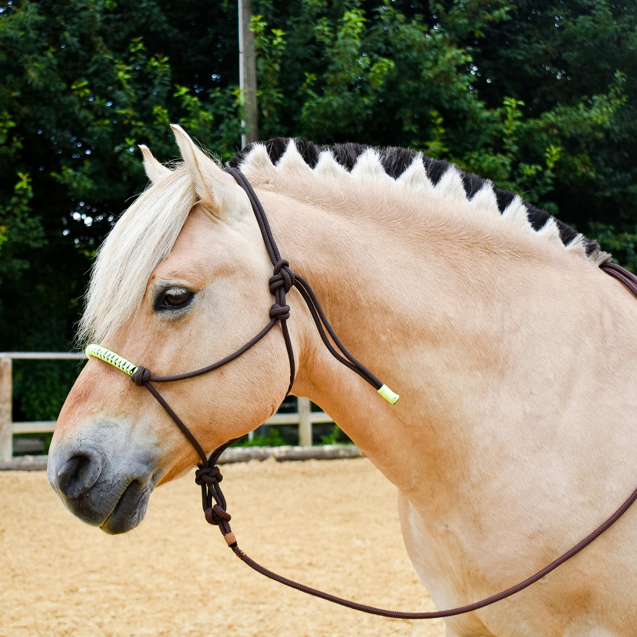 Knotenhalfter mit Strass