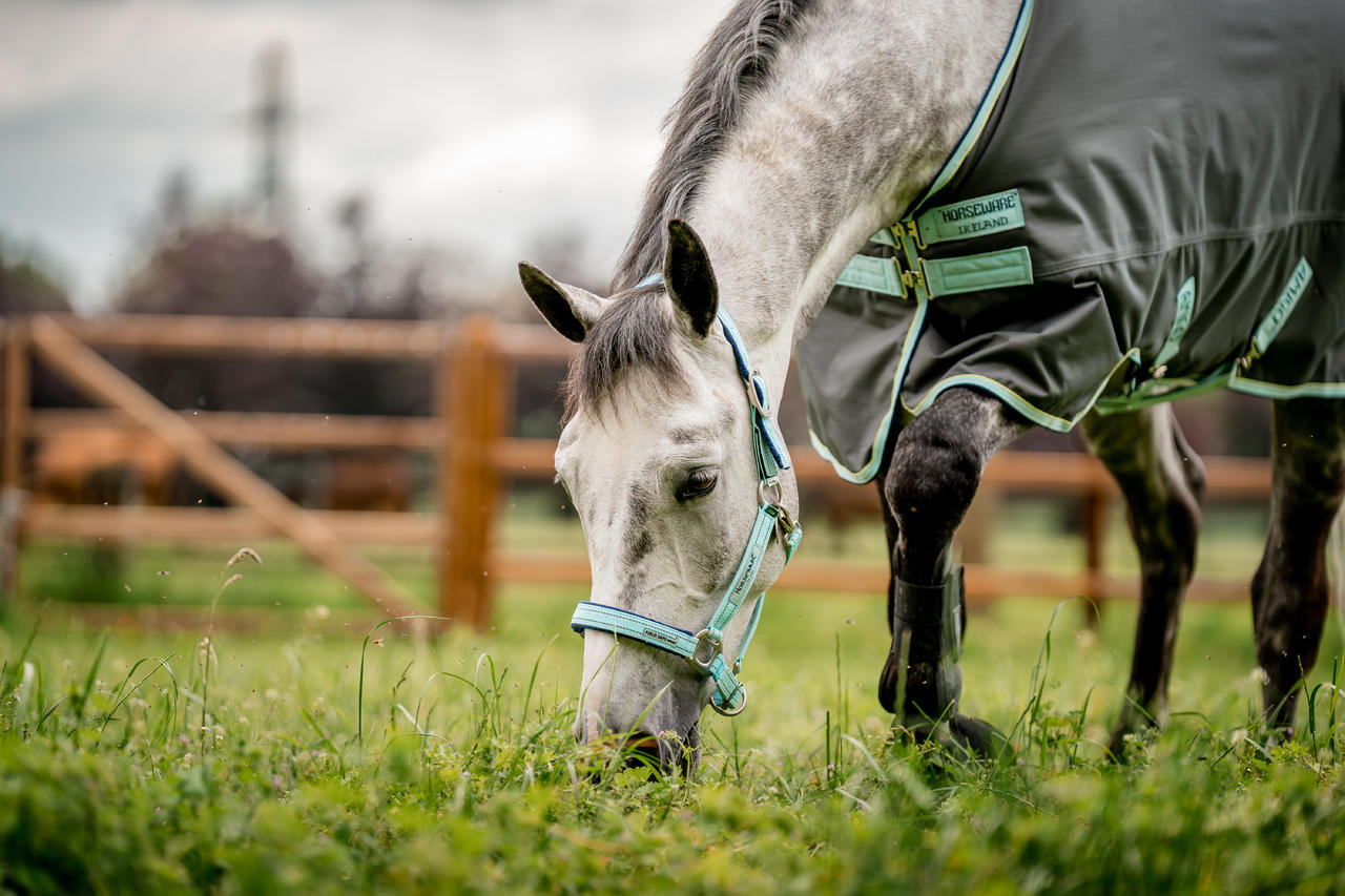 Horseware Field Safe Headcollar