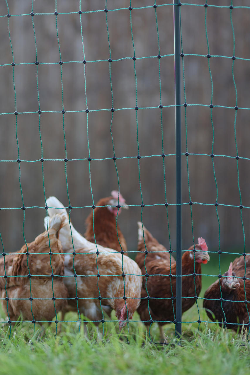 AKO PoultryNet Premium, 122cm, nicht elektr.