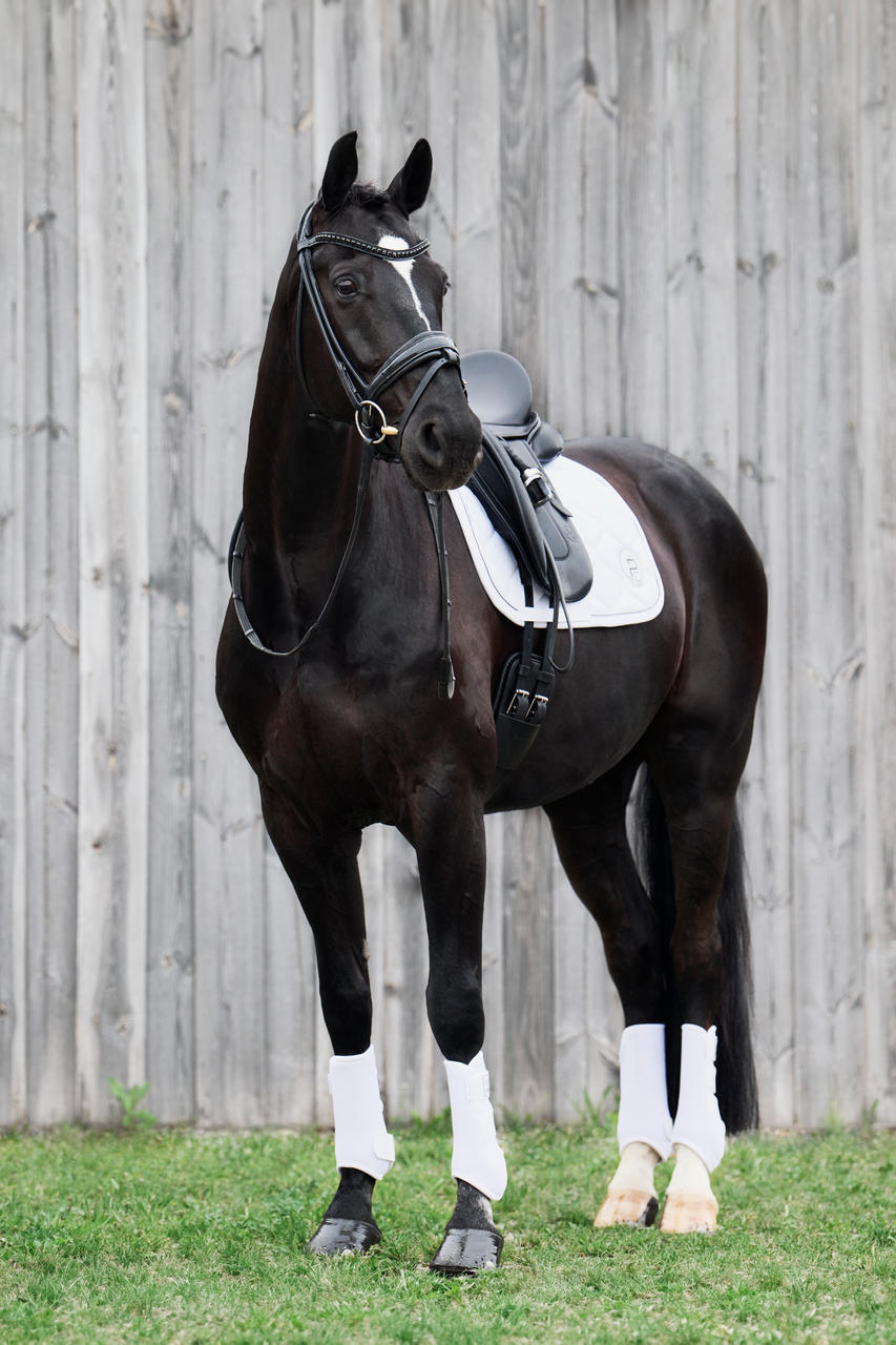 Eskadron Gamaschen PRO DRESSAGE FRONT