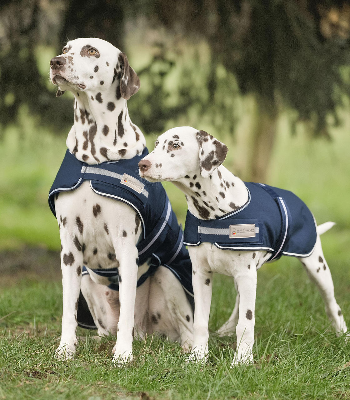 Waldhausen Regendecke für Hunde