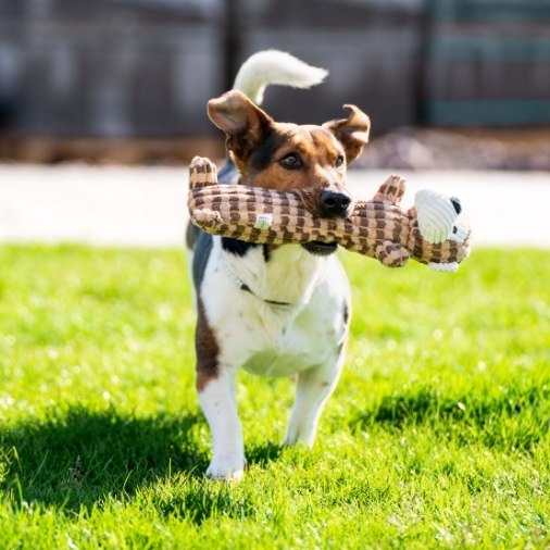 hund_spielzeug