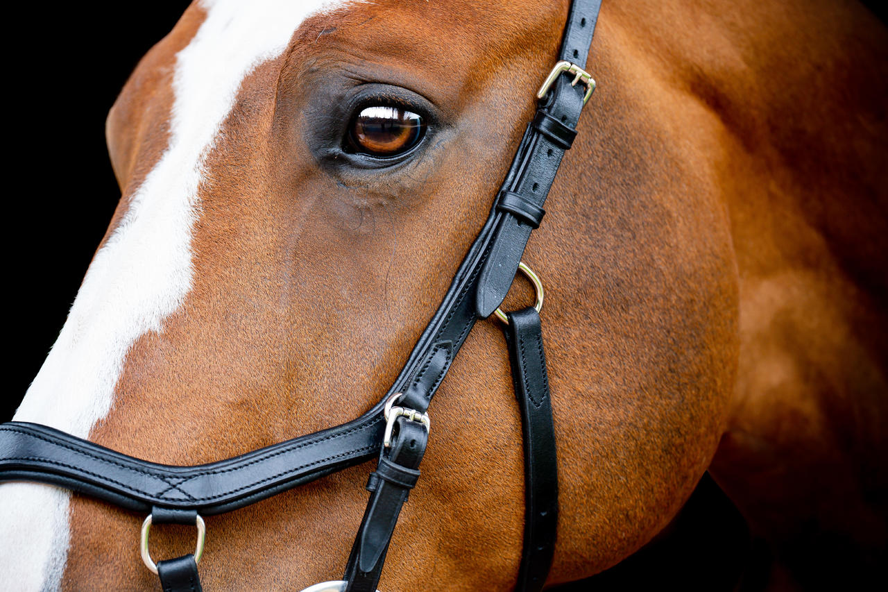 Horseware Micklem 2 Competition Bridle