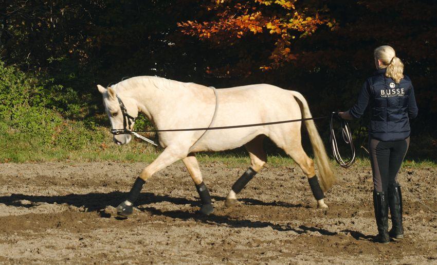 Longierhilfe Baumwolle